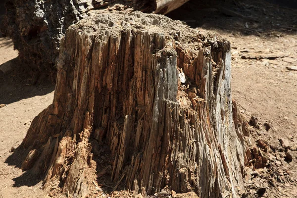 California Usa August 2015 Broken Trunk Details Giant Sequoia Tree — стокове фото