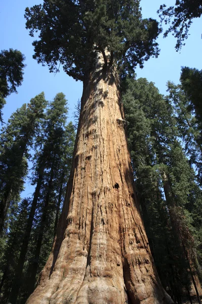 Kalifornien Usa Augusti 2015 Den Gigantiska Sequoia General Sherman Detalj — Stockfoto
