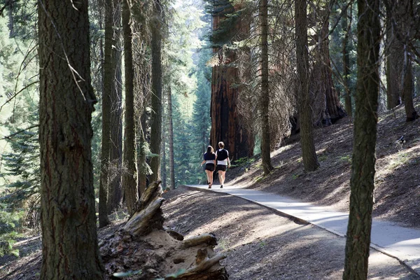 Kalifornien Usa Augusti 2015 Turister Vandrar Väg Vid Sequoia National — Stockfoto