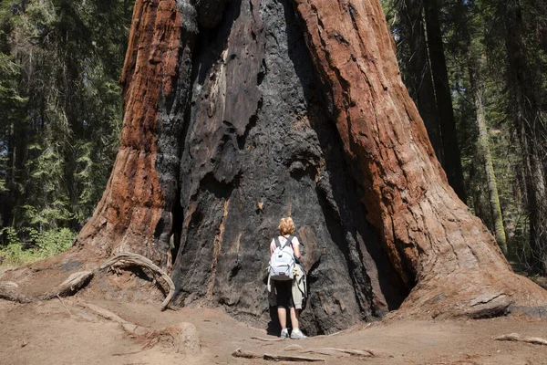 California Usa 2015 소녀가 캘리포니아주 세쿼이아 공원의 세쿼이아 줄기처럼 보인다 — 스톡 사진