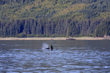 Strait Point, Alaska / Usa - 13 Ağustos 2019: Orca Strait Point, Strait Point, Alaska, Usa