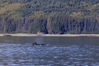 Strait Point, Alaska / Usa - 13 Ağustos 2019: Orca Strait Point, Strait Point, Alaska, Usa