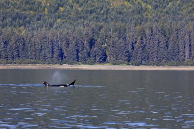 Strait Point, Alaska / Usa - 13 Ağustos 2019: Orca Strait Point, Strait Point, Alaska, Usa