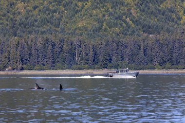 Strait Point, Alaska / Usa - 13 Ağustos 2019: Orca Strait Point, Strait Point, Alaska, Usa