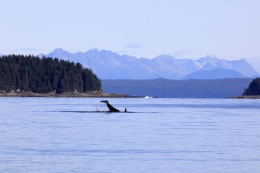 Strait Point, Alaska / Usa - 13 Ağustos 2019: Orca Strait Point, Strait Point, Alaska, Usa