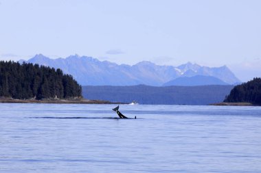Strait Point, Alaska / Usa - 13 Ağustos 2019: Orca Strait Point, Strait Point, Alaska, Usa
