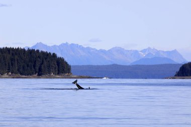 Strait Point, Alaska / Usa - 13 Ağustos 2019: Orca Strait Point, Strait Point, Alaska, Usa