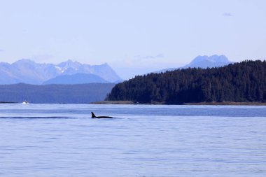 Strait Point, Alaska / Usa - 13 Ağustos 2019: Orca Strait Point, Strait Point, Alaska, Usa