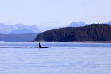 Strait Point, Alaska / Usa - 13 Ağustos 2019: Orca Strait Point, Strait Point, Alaska, Usa