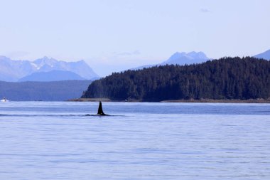Strait Point, Alaska / Usa - 13 Ağustos 2019: Orca Strait Point, Strait Point, Alaska, Usa