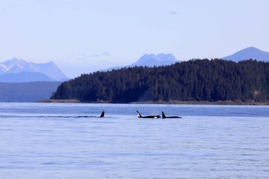 Strait Point, Alaska / Usa - 13 Ağustos 2019: Orca Strait Point, Strait Point, Alaska, Usa