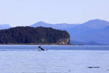 Strait Point, Alaska / Usa - 13 Ağustos 2019: Orca Strait Point, Strait Point, Alaska, Usa