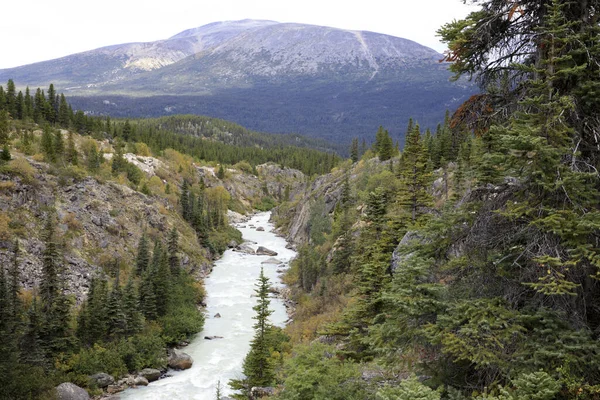 Yukon Kanada Usa August 2019 Yukon Landschaft Yukon Kanada Usa — Stockfoto