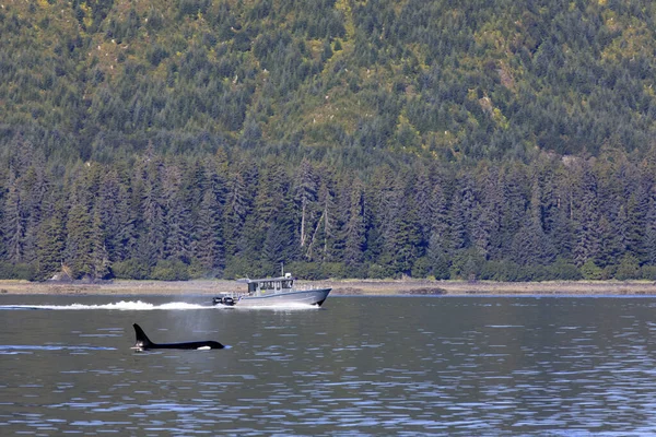 Strait Point Alaska Usa August 2019 Orca Strait Point Strait — Stockfoto