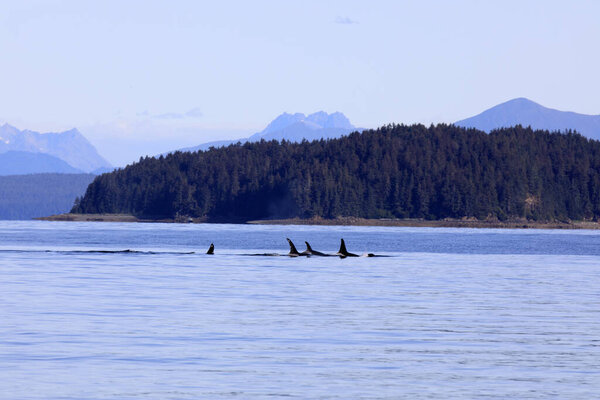 Strait Point, Alaska / USA - August 13, 2019: Orca at Strait Point, Strait Point, Alaska, USA