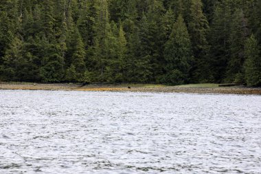 Neets Bay, Alaska / Usa - 18 Ağustos 2019: Neets Bay kıyı şeridi manzarası, Neets Bay, Alaska, Usa