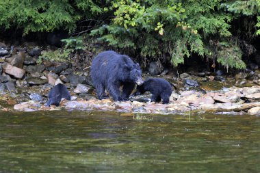 Neets Körfezi, Alaska / Usa - 18 Ağustos 2019: Alaska kara ayı, Neets Körfezi, Alaska, Usa