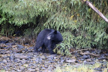 Neets Körfezi, Alaska / Usa - 18 Ağustos 2019: Alaska kara ayı, Neets Körfezi, Alaska, Usa