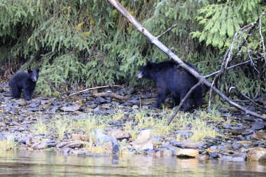 Neets Körfezi, Alaska / Usa - 18 Ağustos 2019: Alaska kara ayı, Neets Körfezi, Alaska, Usa