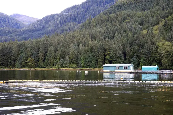 Neets Bay Alaska Usa Sierpnia 2019 Krajobraz Wybrzeża Neets Bay — Zdjęcie stockowe