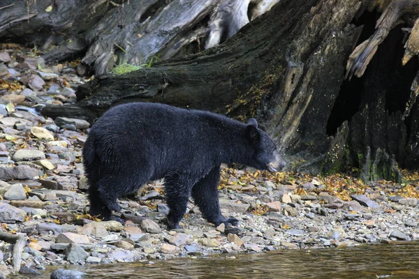 Neets Bay Alaska États Unis Août 2019 Alaska Black Bear — Photo