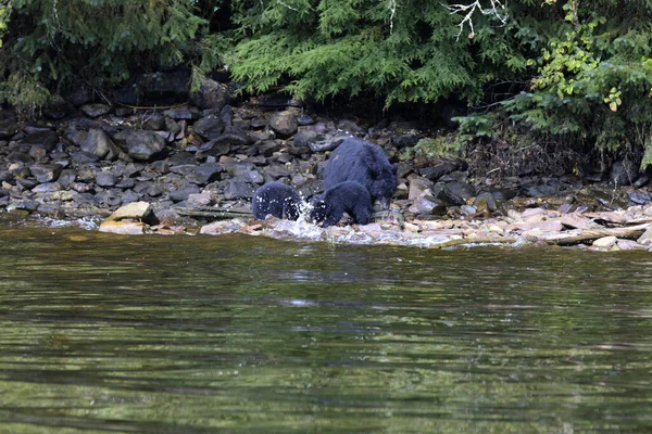 Neets Bay Alaska Usa August 2019 Alaska Black Bear Neets — Stock Photo, Image