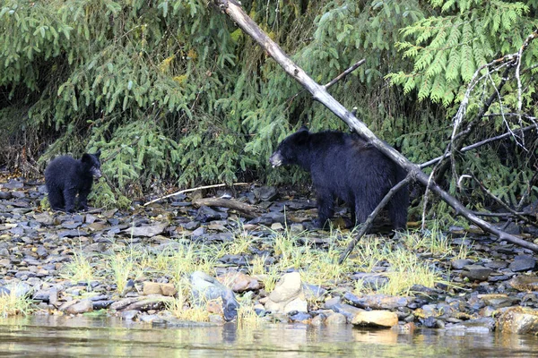 Neets Bay Alaska Usa Sierpnia 2019 Alaska Czarny Niedźwiedź Neets — Zdjęcie stockowe