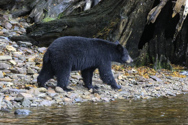 Neets Bay Alaska Usa Augustus 2019 Alaska Zwarte Beer Neets Rechtenvrije Stockafbeeldingen