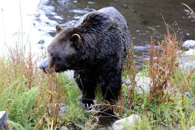 Vancouver, Amerika - 18 Ağustos 2019: Grouse Mountain, Vancouver, Amerika