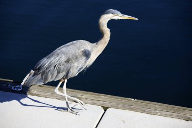 Vancouver, Amerika - 18 Ağustos 2019: Vancouver Limanı, Vancouver, Amerika