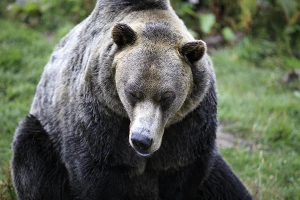 Ванкувер Америка Серпня 2019 Grizzly Bear Grouse Mountain Ванкувер Америка — стокове фото