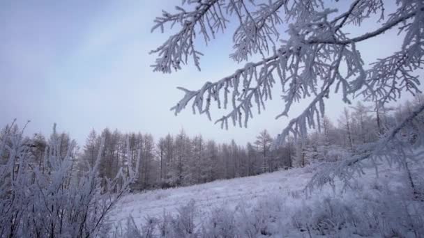 Снежный лес в горах — стоковое видео