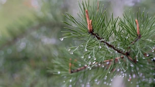 Belle branche d'épinette après la pluie .