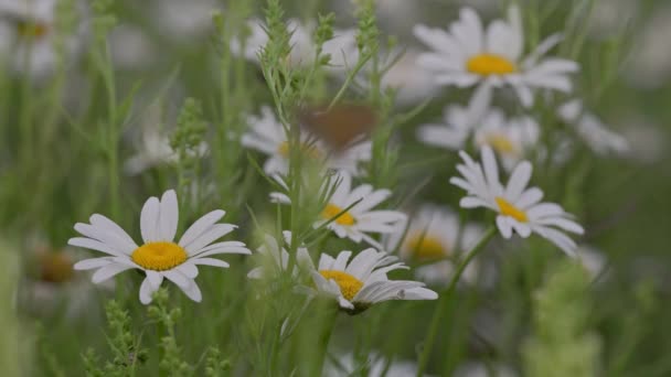 Field of daisies in a green forest. — Stock video