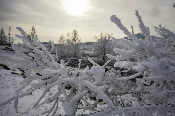 Snow covered trees on top of mountains. Part 3. — Stock Photo, Image