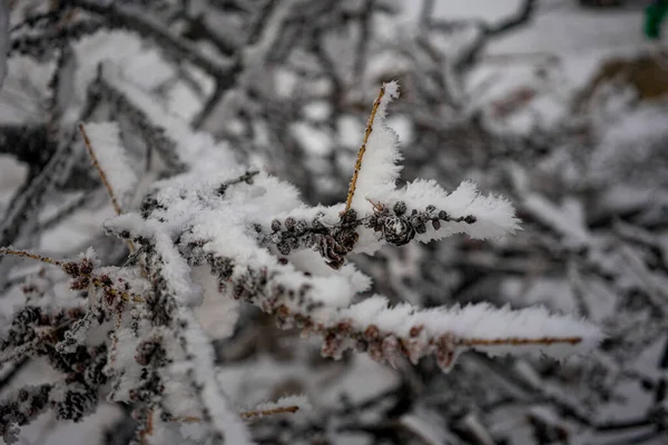 Сніг вкривав дерева на вершині гір. Частина 4 . — стокове фото