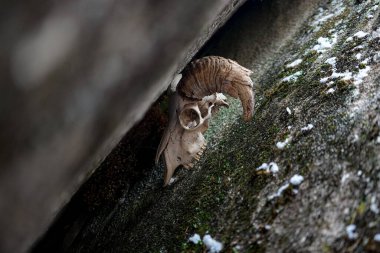 A goats skull stuck in a rock