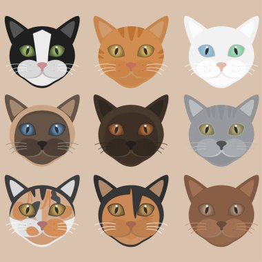 Kedi simgeleri koleksiyonu, farklı renkler.