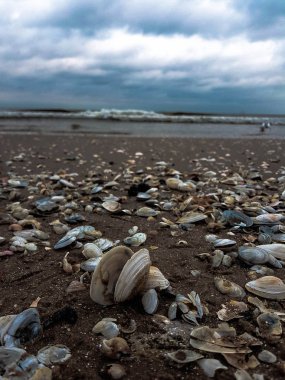 Kabuklu Baltık Denizi