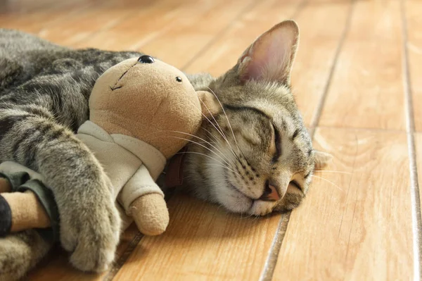 かわいいタビー猫は寝ていて巨大なクマの人形 ロイヤリティフリーのストック画像