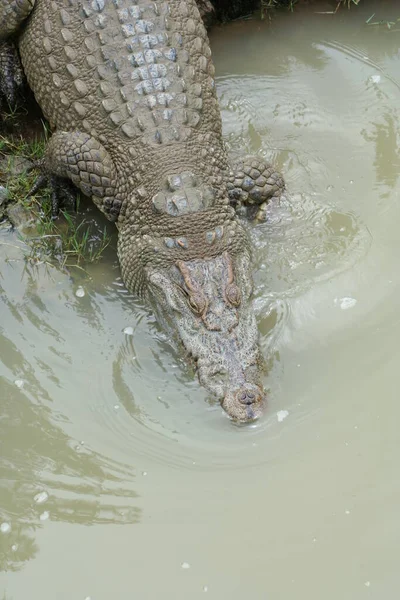 Freshwater Crocodile Moving Muddy River — Stock Photo, Image