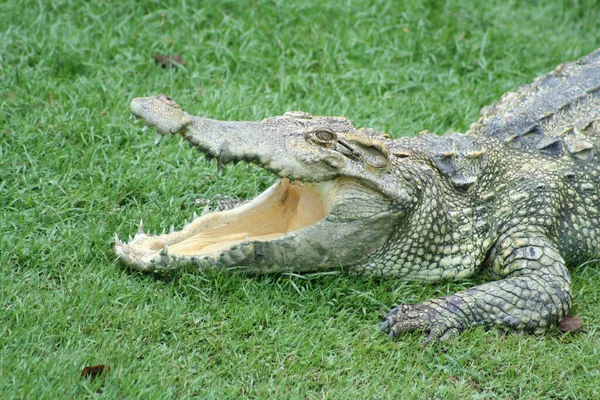 Freshwater Crocodile Opened Its Mouth Control Body Temperature Lying Green — Stock Photo, Image