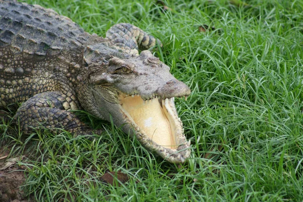 Freshwater Crocodile Opened Its Mouth Control Body Temperature Lying Green — Stock Photo, Image