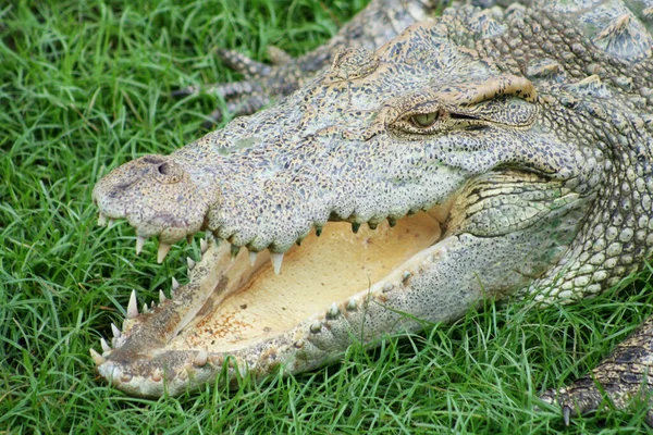 Close View Freshwater Crocodile Opened Its Mouth Control Body Temperature — Stock Photo, Image