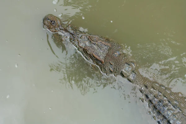 Freshwater Crocodile Floating Muddy River — Stock Photo, Image