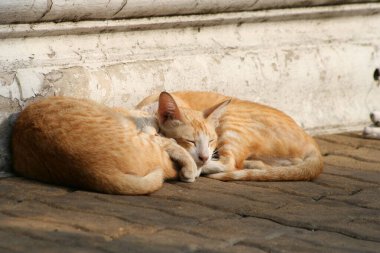 Portakallı Tayland zencefilli kediler öğleden sonra yerde yatıyorlar.