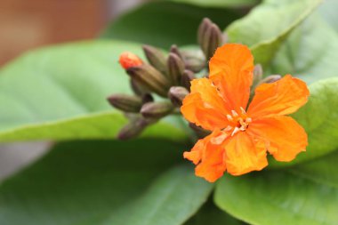 Bulanık yeşil yapraklı turuncu kordiya sebestena çiçeği