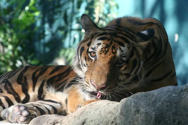 Tigre Bengala Lamiendo Mirándote Descansando Sobre Piedra Zoológico — Foto de Stock