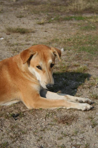 Bruine Thaise Verdwaalde Hond Ligt Een Vloer Het Zonlicht Een — Stockfoto