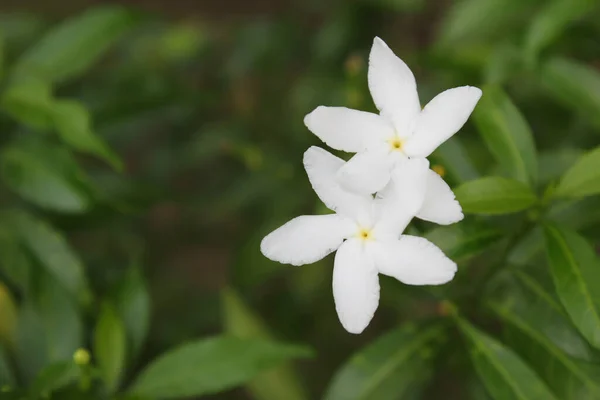 Fehér Virág Virágzik Levél Háttér Egy Kertben — Stock Fotó